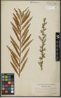 Foto von Salix purpurea L. x Salix viminalis L.
